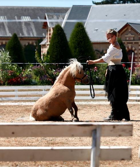 Spectacle équestre lors des jeudis du haras au Haras de Saint Lô