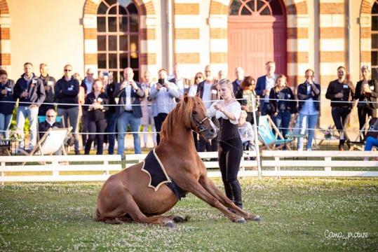 Spectacle voltige chevaux