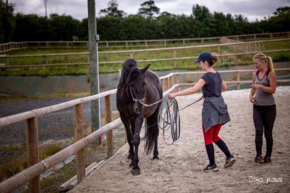 Atelier dressage chevaux