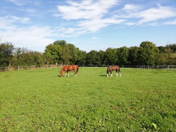 Pension pour chevaux