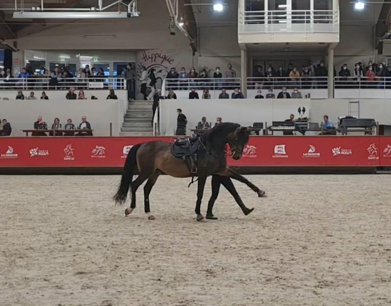 Spectacle de voltige au Normandie Horse Show