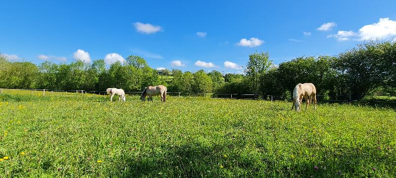 Une pension pour chevaux aux petits soins tout au long de l'année 