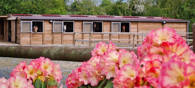 Une pension pour chevaux aux petits soins tout au long de l'année 