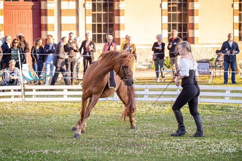 Programme des spectacles équestres au mois d'Aout au Haras de Saint Lô