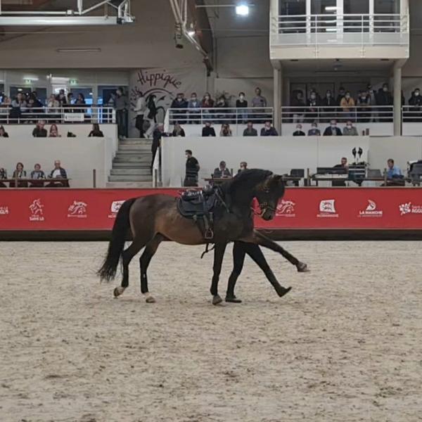 Spectacle de voltige au Normandie Horse Show