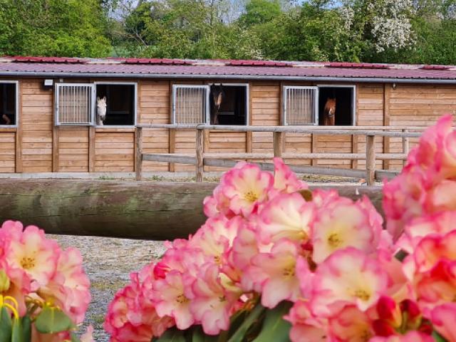 Une pension pour chevaux aux petits soins tout au long de l'année 
