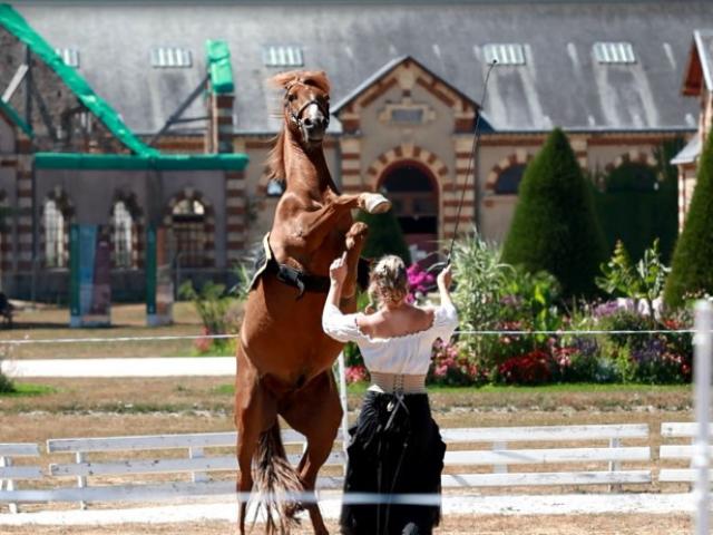 Spectacle équestre lors des jeudis du haras au Haras de Saint Lô