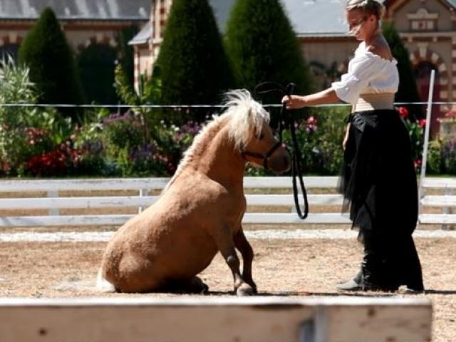 Spectacle équestre lors des jeudis du haras au Haras de Saint Lô
