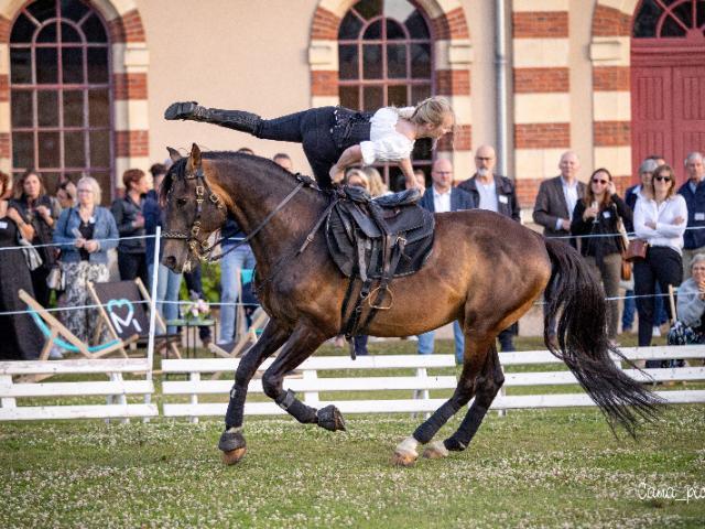 Programme des spectacles équestres au mois d'Aout au Haras de Saint Lô