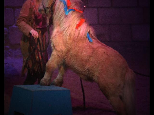 Spectacle de Février sur le thème du carnaval au Haras National du Pin