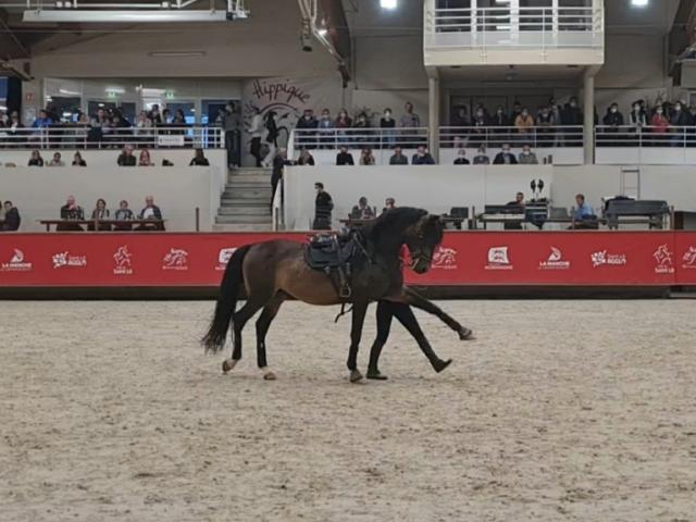 Spectacle de voltige au Normandie Horse Show