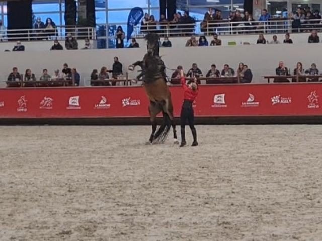 Spectacle de voltige au Normandie Horse Show