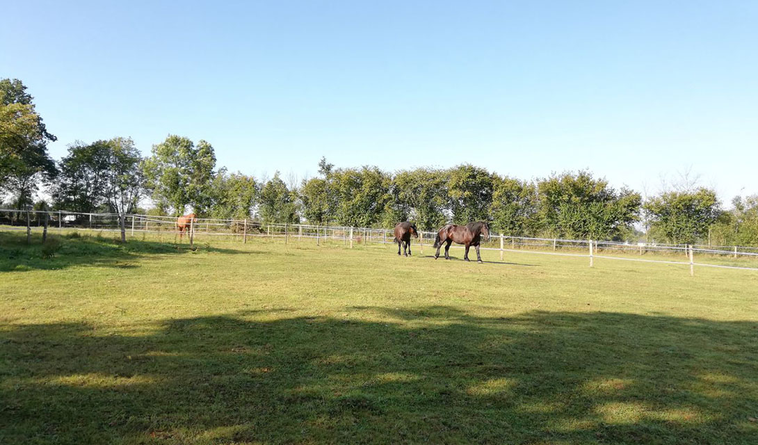 chevaux écurie de propriétaires