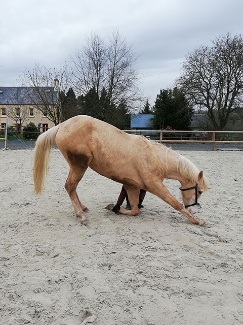 stage de dressage cheval