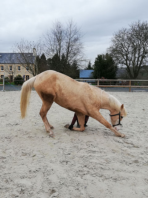 stage de dressage cheval