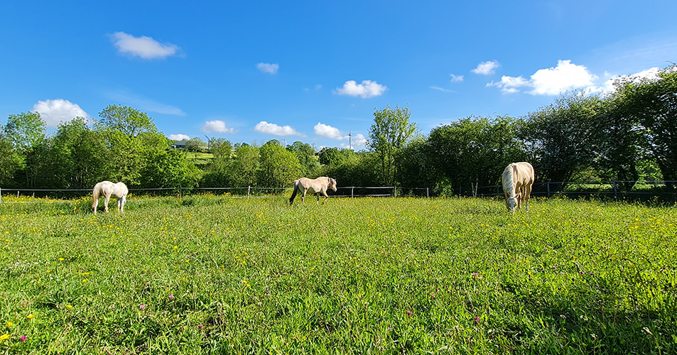 cheval écurie saint amand villages